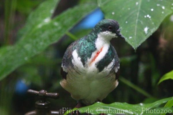 Negros bleeding-heart