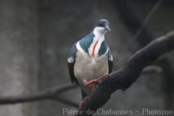 Negros bleeding-heart