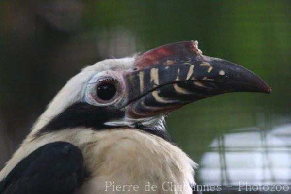 Visayan hornbill