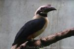 Visayan hornbill