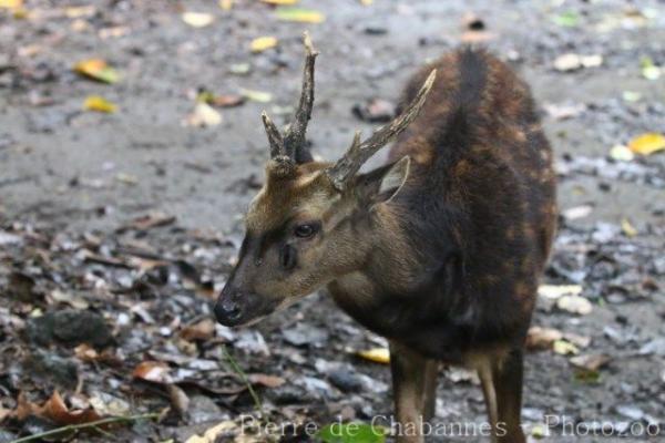 Visayan spotted deer