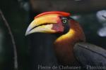 Southern rufous hornbill