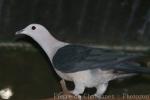 Green imperial-pigeon