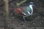 Negros bleeding-heart