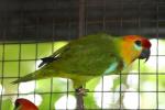 Large Fig-parrot