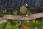 Yellow-breasted Fruit-dove