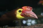 Rufous-headed hornbill