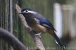 Fonghuanggu Bird and Ecology Park