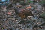 Taiwan bamboo-partridge