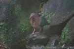 Emerald dove