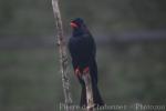 Black bulbul