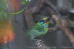 Taiwan barbet