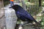 Taiwan whistling-thrush