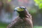 Crested serpent-eagle