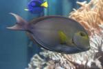 Yellowfin surgeonfish