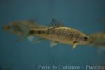 Taiwanese shovelnose carp