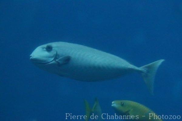 Humpnose unicornfish