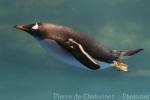 Gentoo penguin