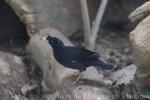 Crested myna