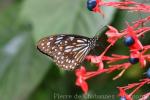 Broad blue tiger