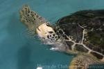 Pacific green sea-turtle