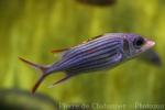 Sammara squirrelfish