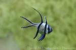 Banggai cardinalfish