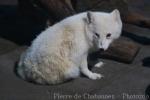 Arctic fox