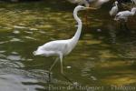 Eastern great egret