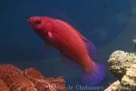 Maldives rosey-scaled fairy wrasse