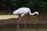 Siberian crane