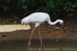 Siberian crane