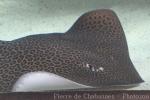 Leopard whipray