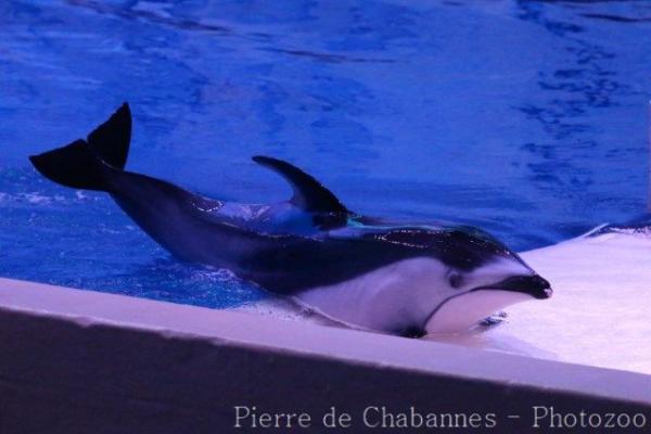 Pacific white-sided dolphin