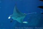 Reef manta ray