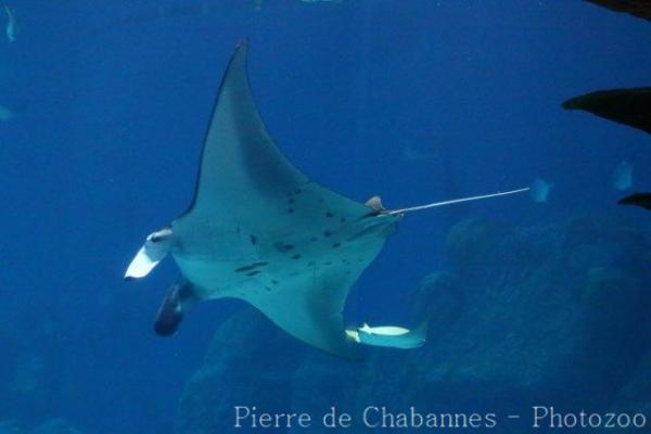 Reef manta ray