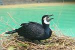 Great cormorant