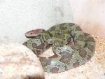 Moellendorff's ratsnake *