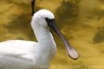 Lesser spoonbill