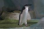 Chinstrap penguin