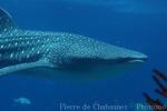 Whale shark