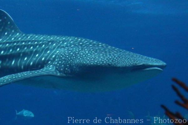 Whale shark