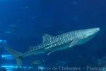 Whale shark