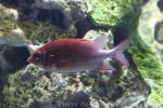 Silverspot squirrelfish