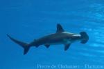 Scalloped hammerhead