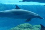 Pantropical spotted dolphin