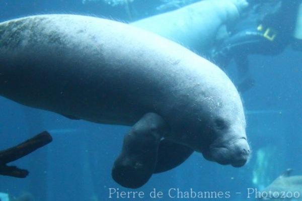 African manatee