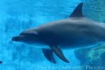 Indian bottlenose dolphin