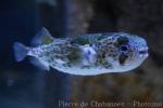 Longspined porcupinefish