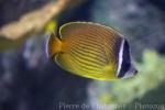 Oriental butterflyfish